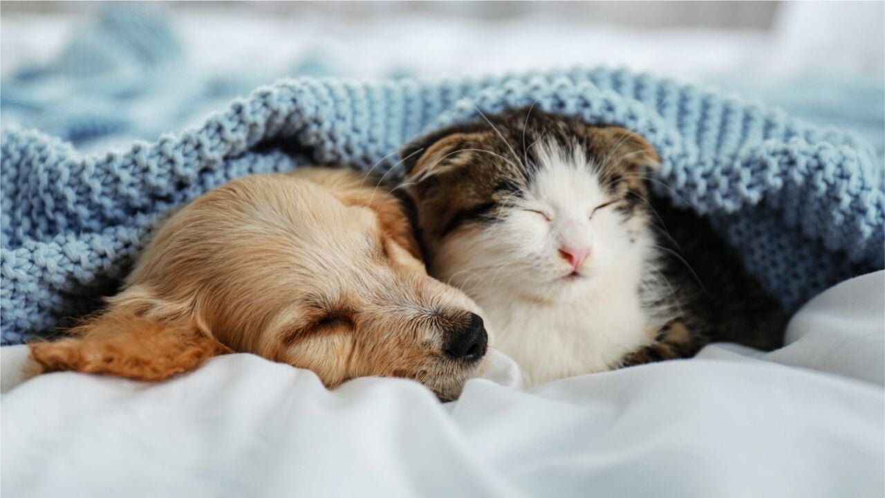 PATİLİ BİR DOST SAHİPLENMENİN FAYDALARI